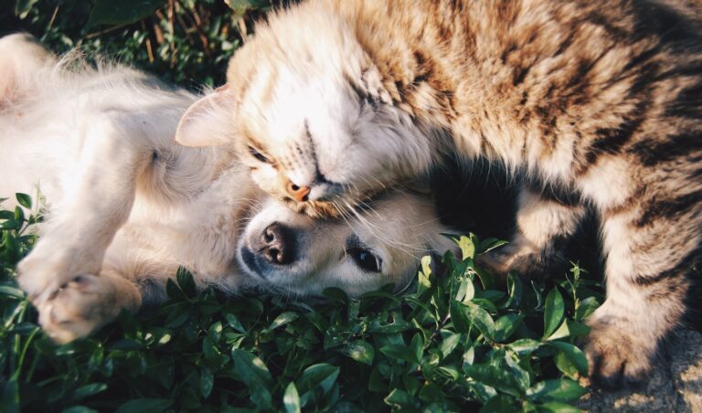 kleine Hunde Ernährungsberatung Hundetraining