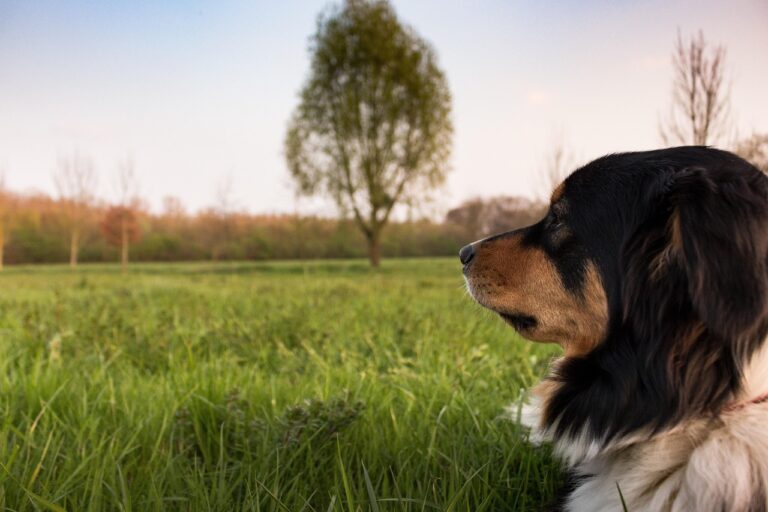 Gewaltfreies Hundetraining Münster Hundeschule Münster