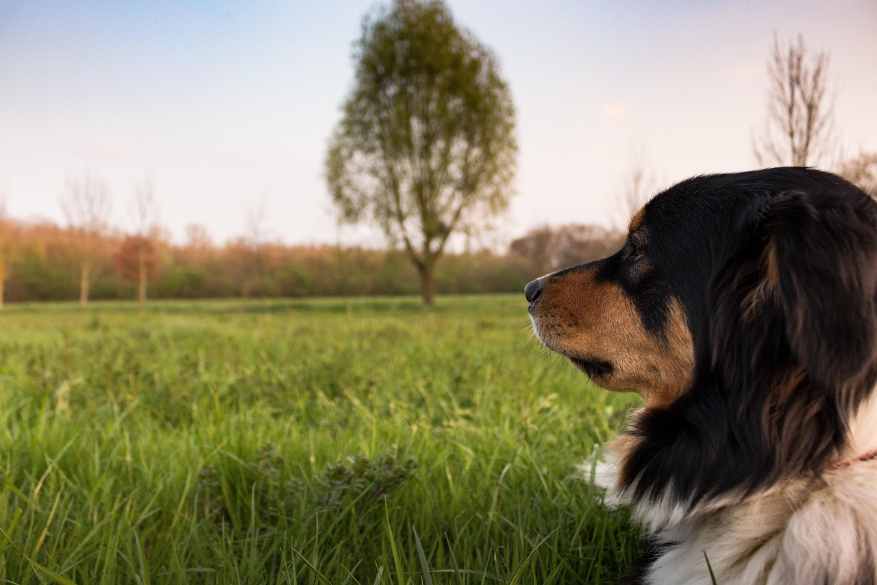 Gewaltfreies Hundetraining mit Geduld, Verständnis und Klarheit