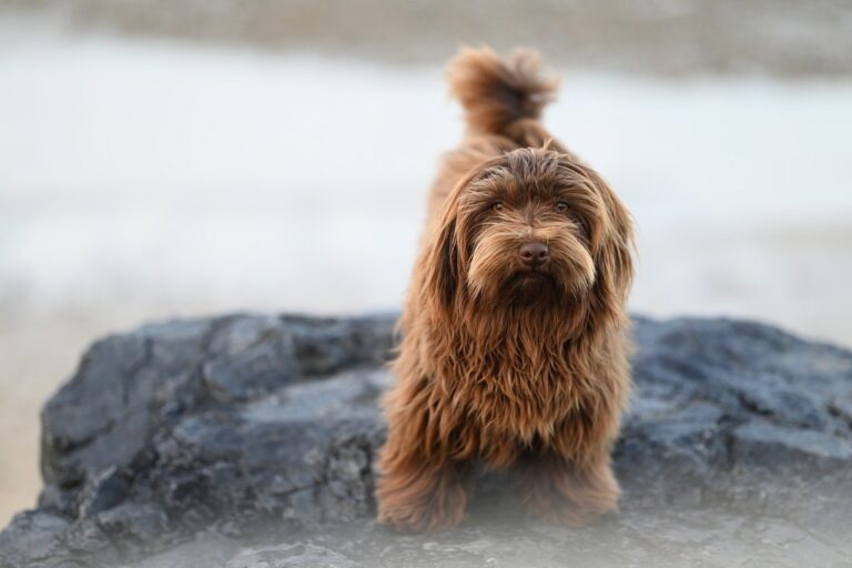 Hundetraining kleine Hunde, kleine Hunde erziehen
