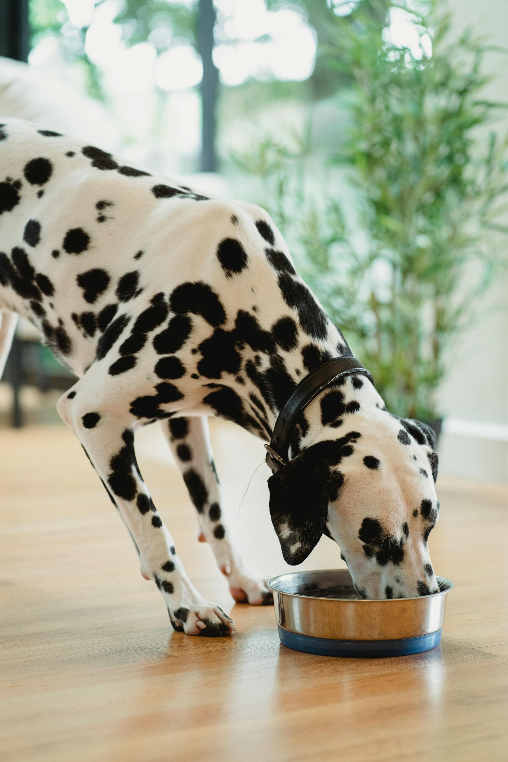 Hundeernährungsberatung, Ernährungsberatung, Hund, vegetarisch, Futterplan