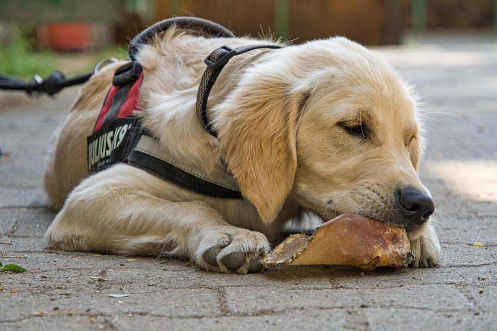 Futtercheck beim Hund: Wann ist eine Ernährungsberatung sinnvoll?