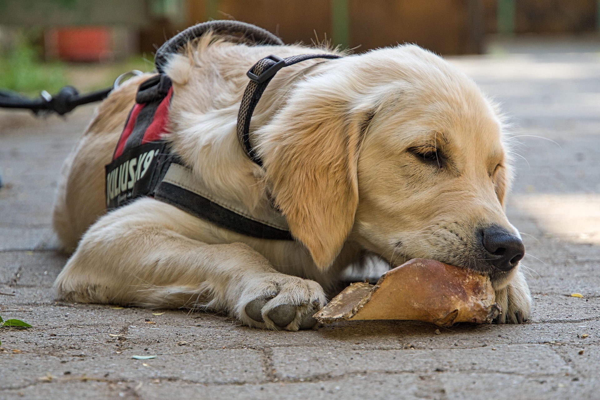 Futtercheck beim Hund: Wann ist eine Ernährungsberatung sinnvoll?