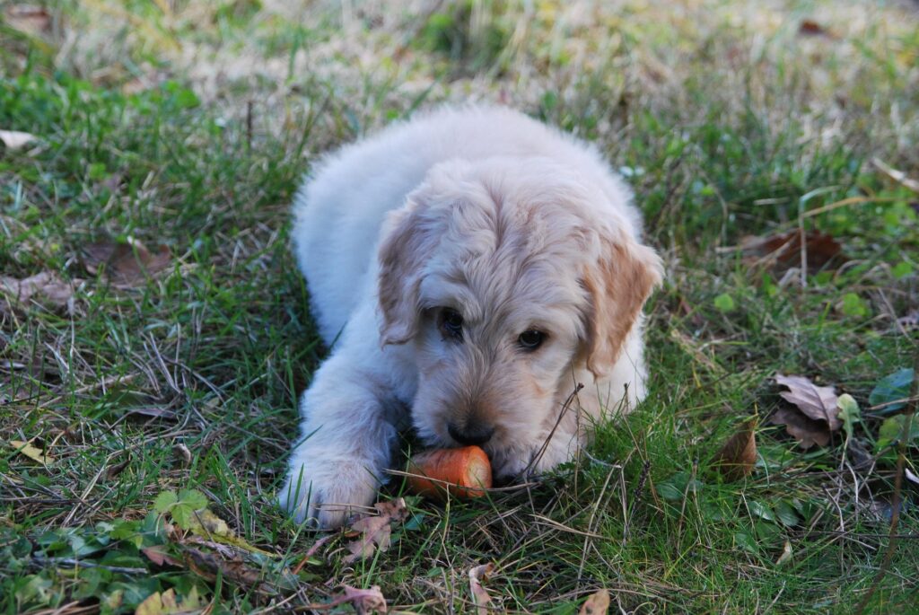 Hund vegetarisch ernähren Tipps, Webinar Hundeernährung