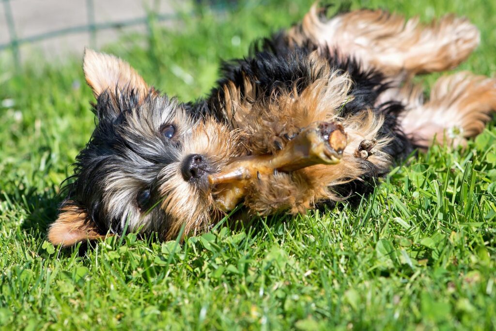Mäkeliger Hund beim Fressen? Was tun, wenn der Hund schlecht frisst?