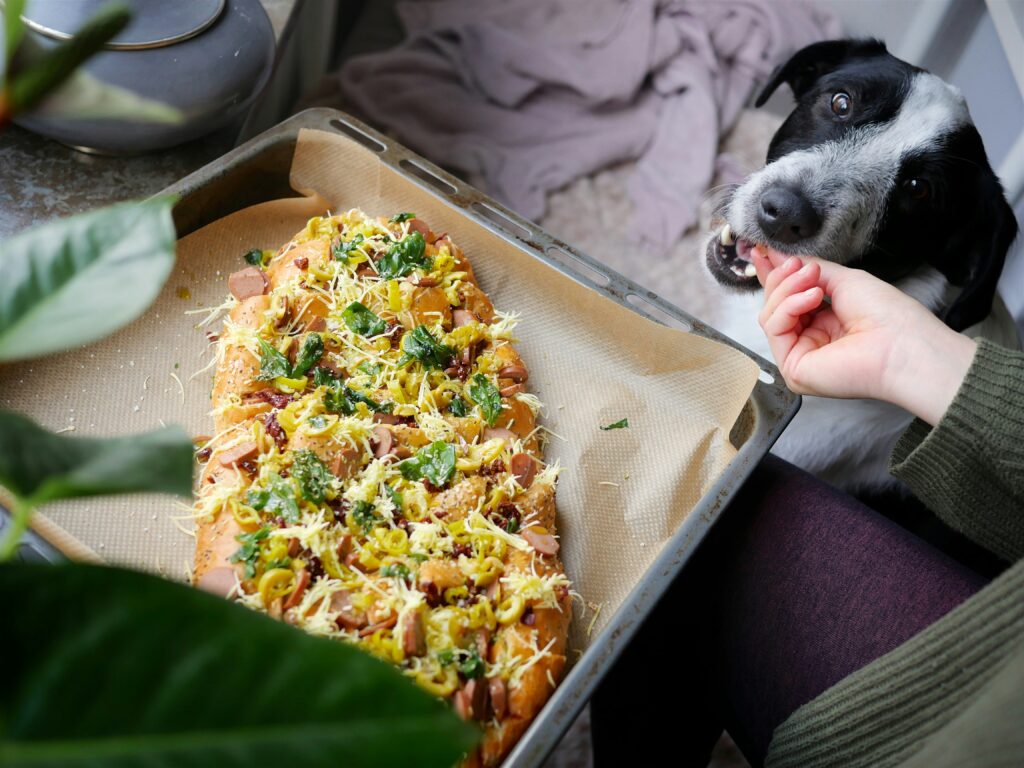 Vegane und vegetarische Hundeernährung: Was sagen Studien?