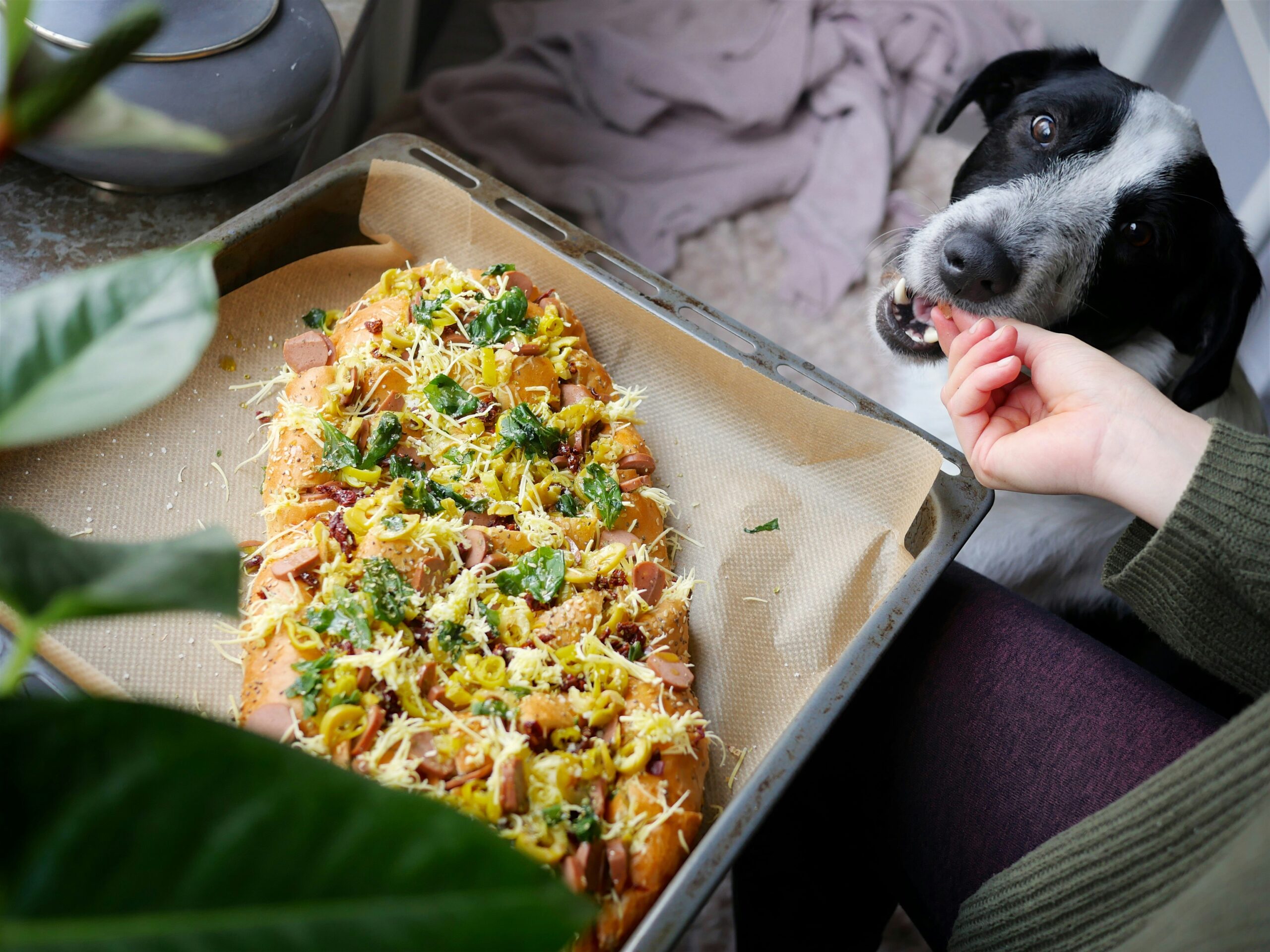 Vegane und vegetarische Hundeernährung: Was sagen Studien?