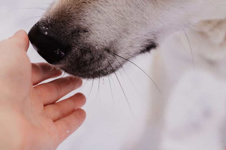 Hundekommunikation, Körpersprache, Beziehung, Mensch, Coaching