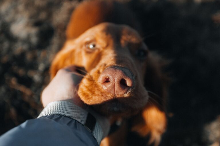 Mensch-Hund-Kommunikation, Missverständnis, Körpersprache