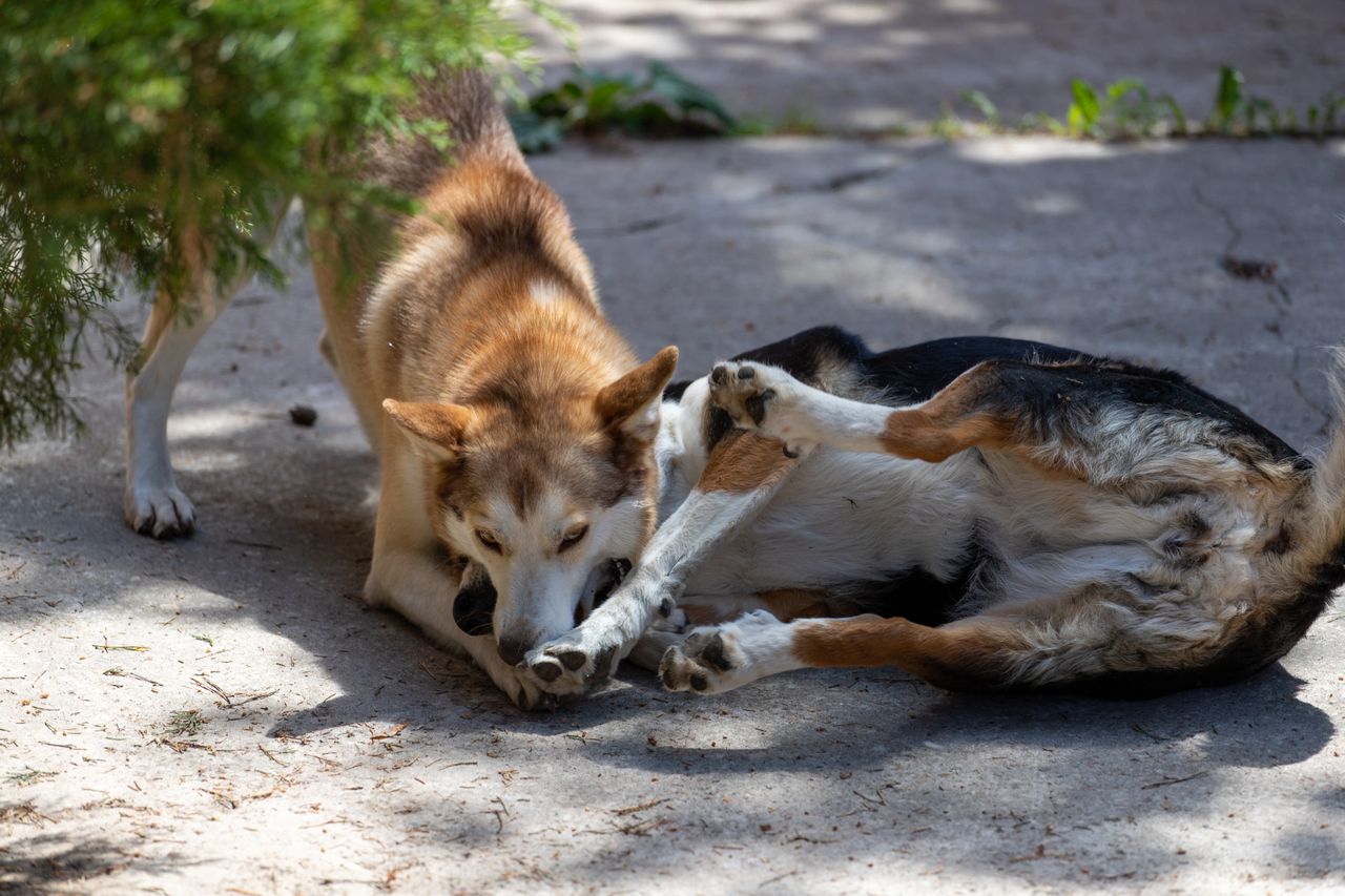 Die Dominanztheorie beim Hund: veraltet, missverstanden oder doch relevant?