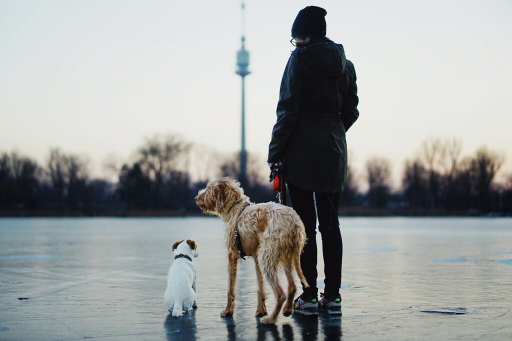 Mein Hund hört draußen nicht 