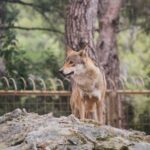 Stammt der Hund vom Wolf ab? Domestikation des Hundes