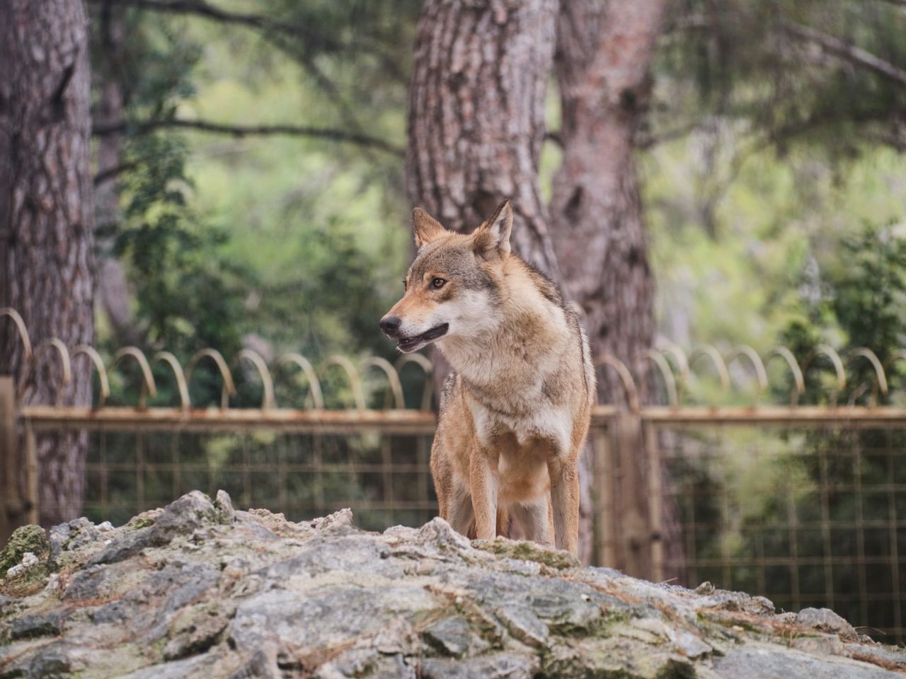 Stammt der Hund vom Wolf ab? Was die Forschung heute über seine Herkunft weiß
