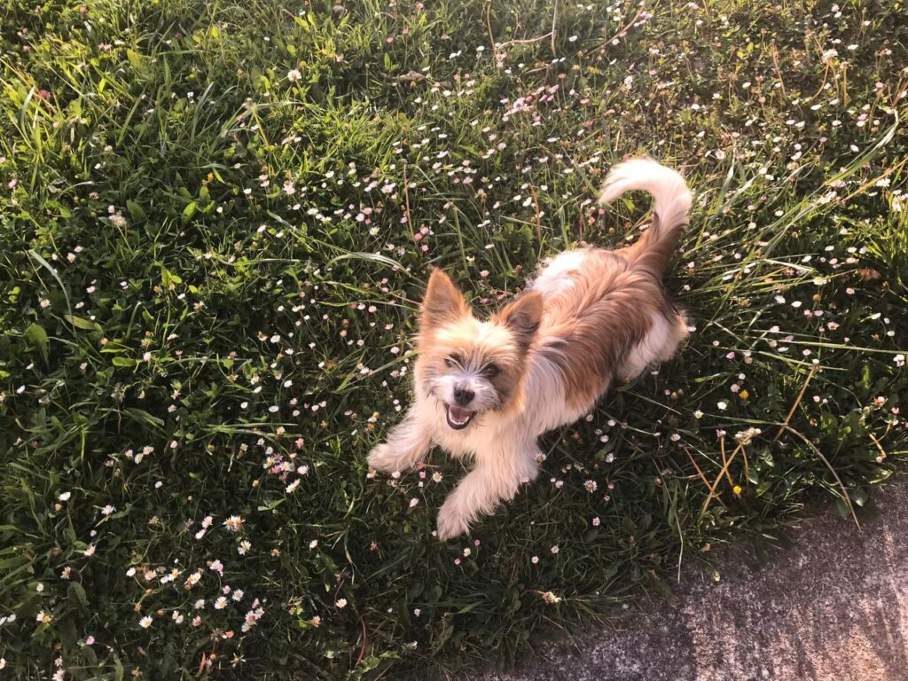 Warum bellt mein kleiner Hund andere Hunde an?