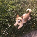 Warum bellt mein kleiner Hund andere Hunde an?