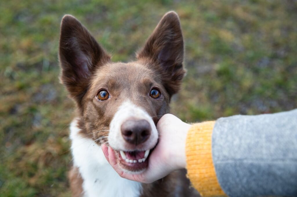 Was ist Gewalt? Und was bedeutet das für Hundetraining?