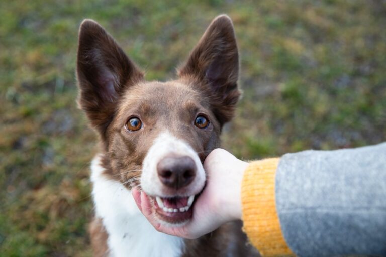 Gewalt im Hundetraining