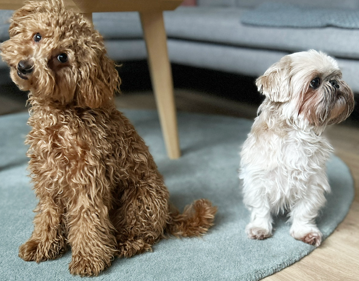 kleine Hunde Hundetraining