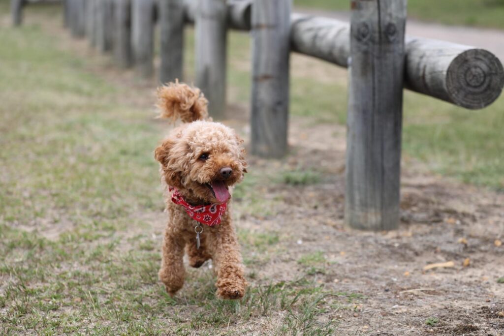 kleine Hunde, Hundetraining, Ernährungsberatung
