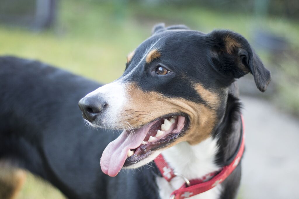 Mein Hund manipuliert mich – stimmt das wirklich?