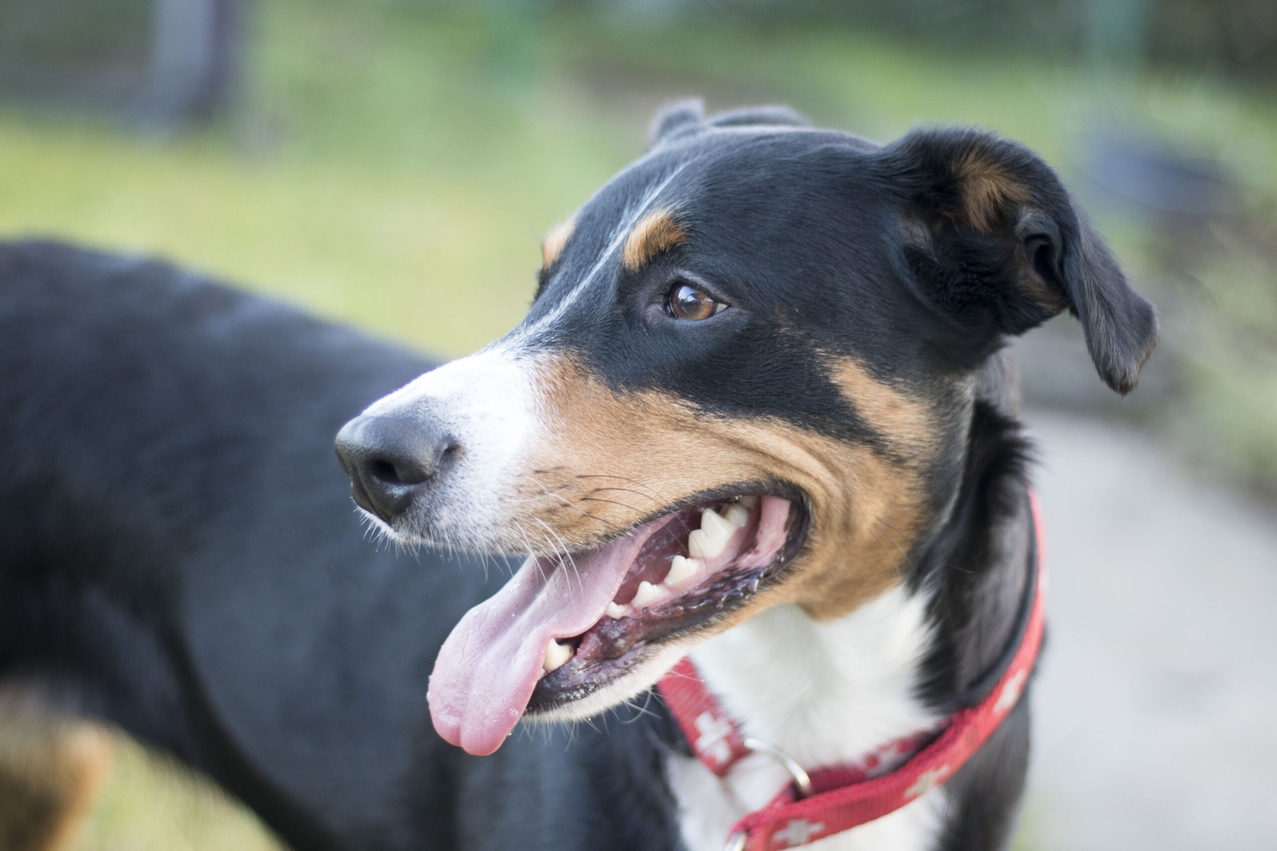 Mein Hund manipuliert mich – stimmt das wirklich?