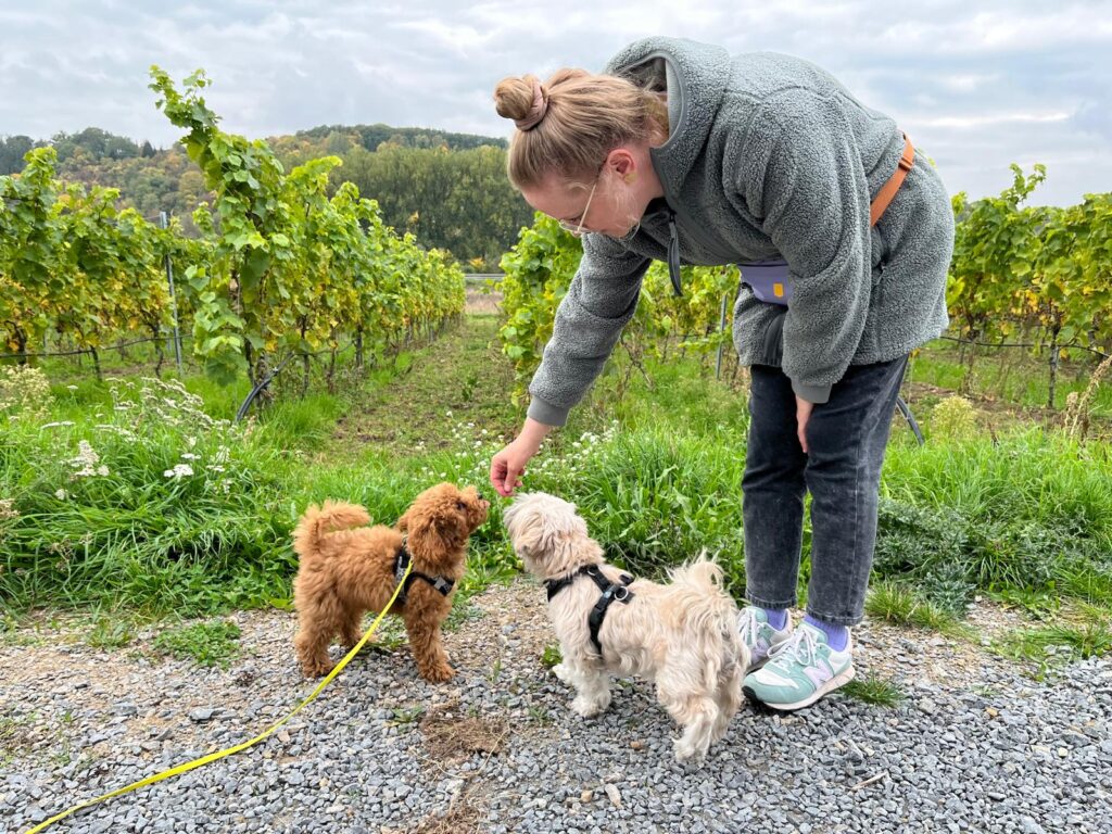 Hundetrainer haben keine perfekten Hunde – und genau das ist gut so