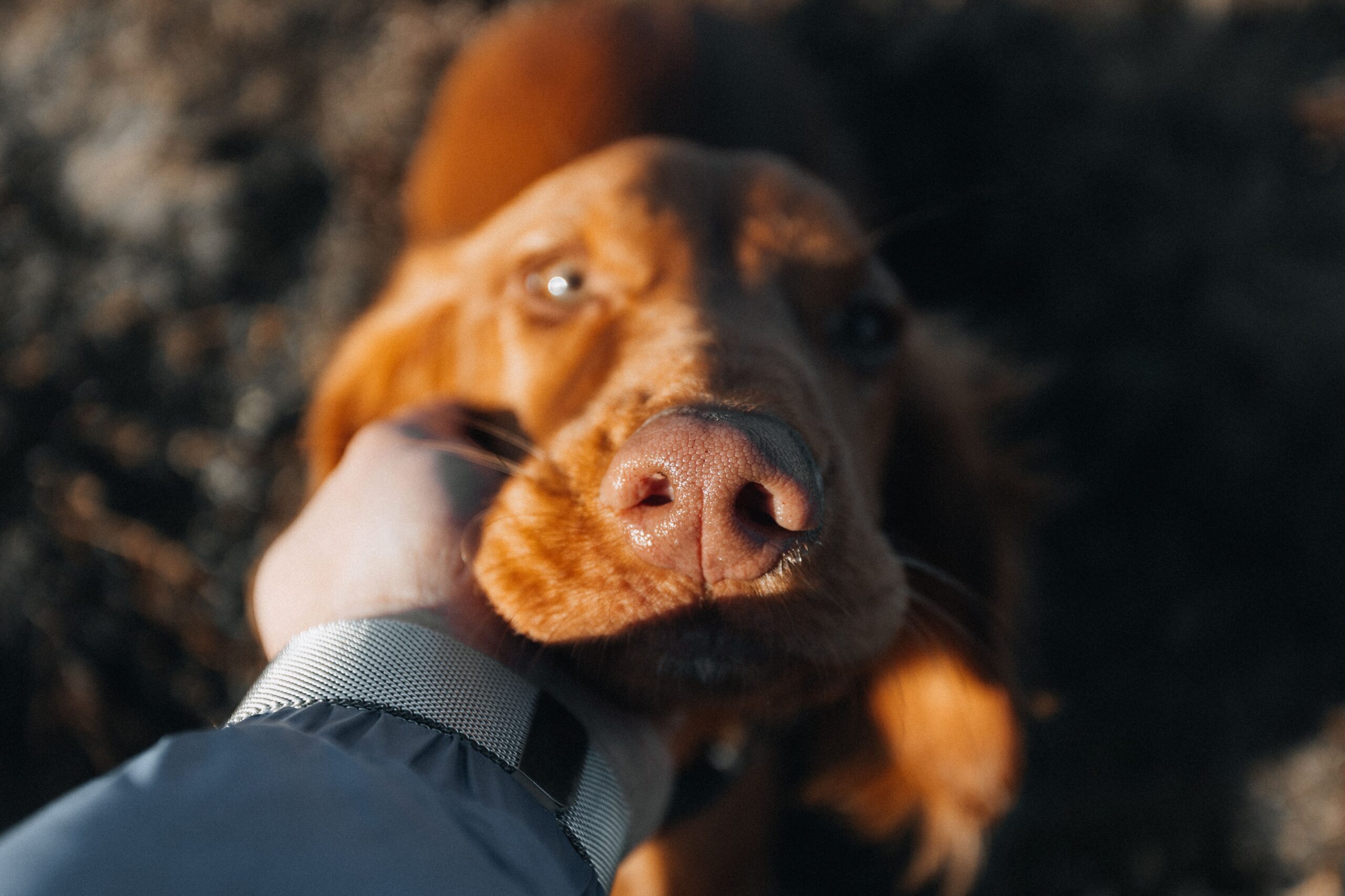 Mensch-Hund-Kommunikation: Warum Worte allein nicht reichen