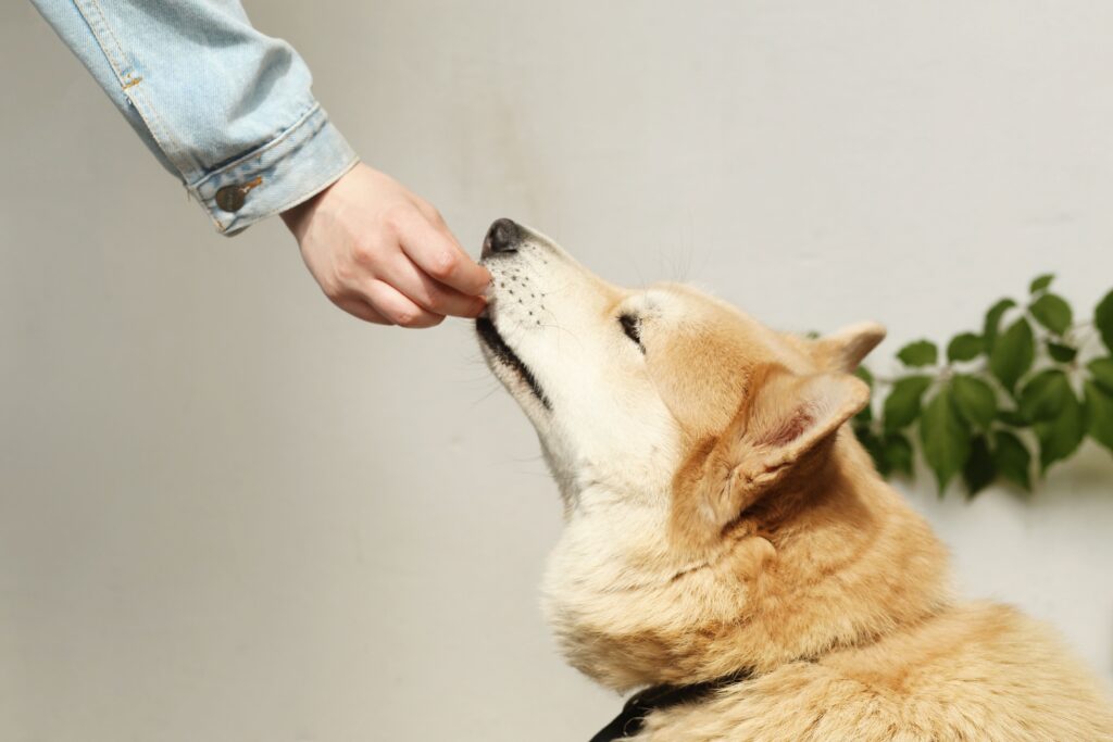 Zeigt ein Blutbild, ob mein Hund mit allen Nährstoffen versorgt ist?