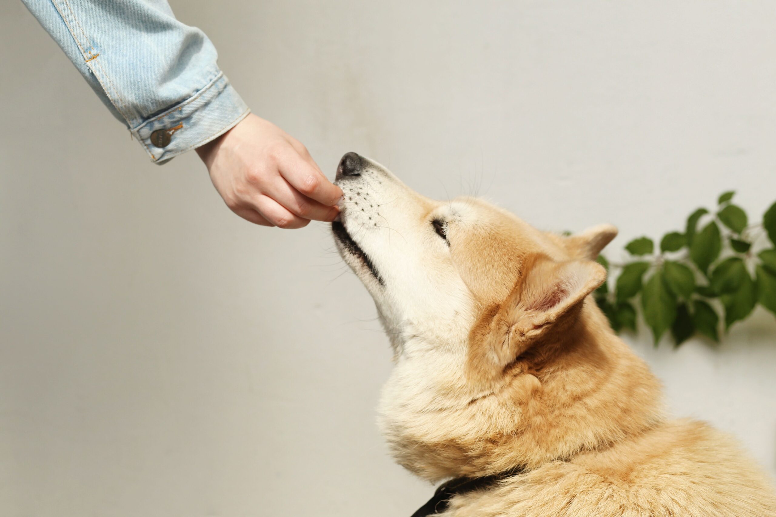 Zeigt ein Blutbild, ob mein Hund mit allen Nährstoffen versorgt ist?