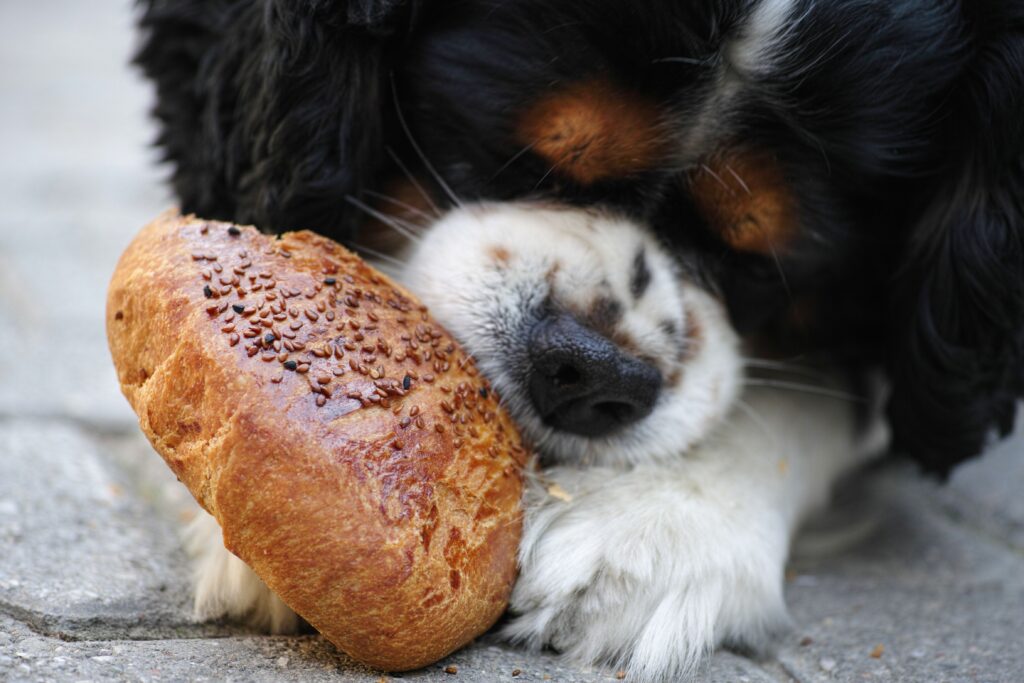 Futtermittelunverträglichkeit: Mein Hund verträgt sein Futter nicht.