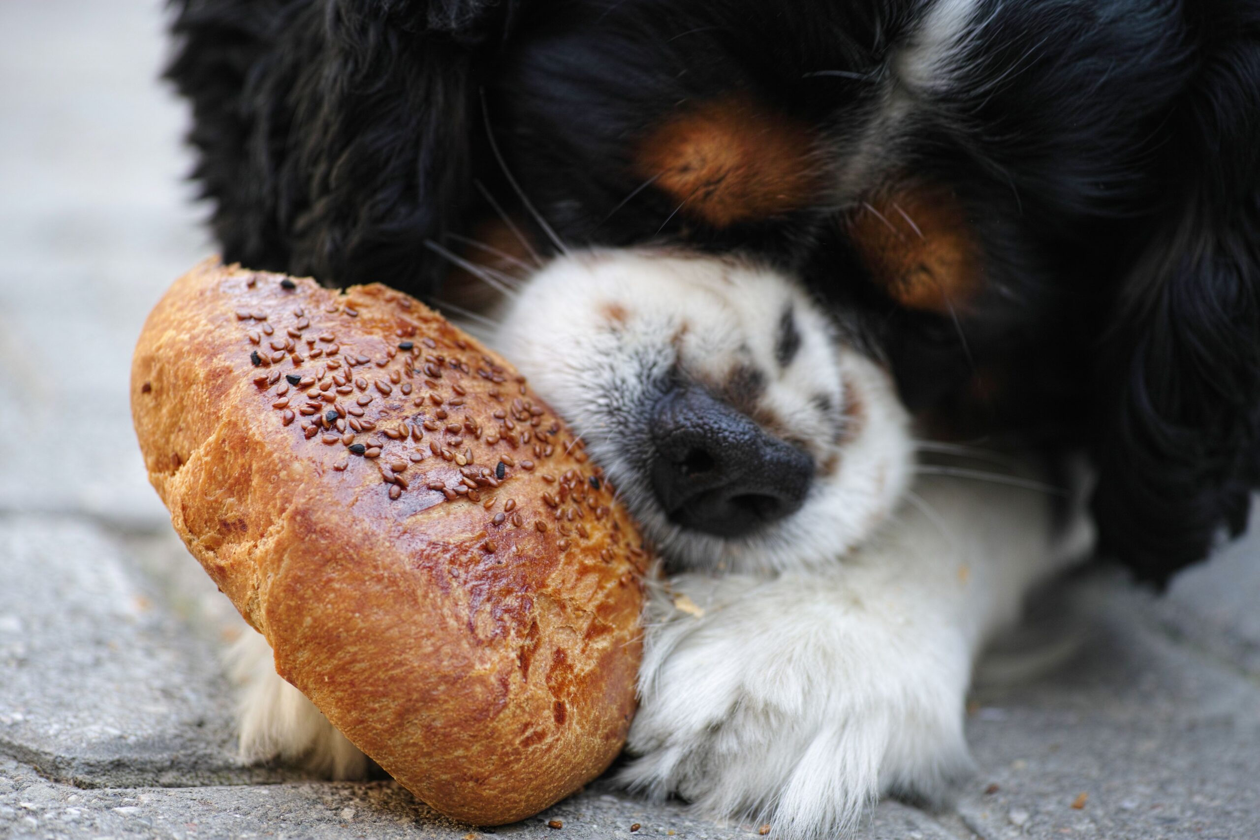Futtermittelunverträglichkeit: Mein Hund verträgt sein Futter nicht.