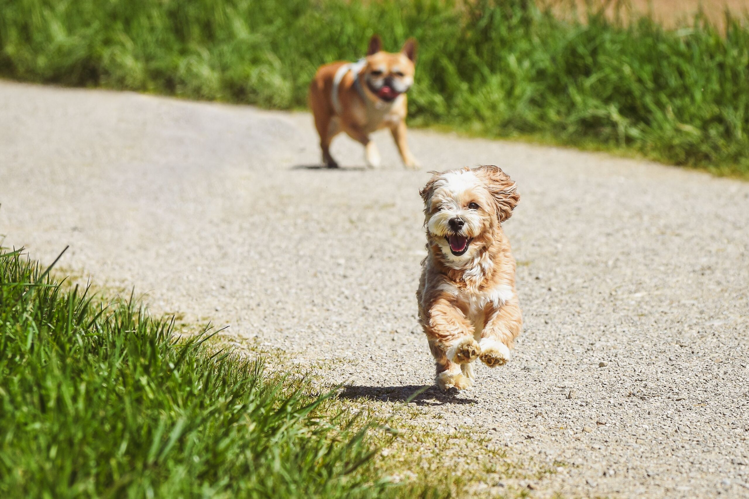 „Rein positives Hundetraining“ gibt es nicht und warum der Begriff am Thema vorbeigeht