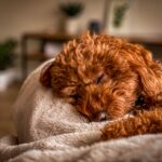 belohnungsbasiertes Hundetraining, Lerntheorie Hund
