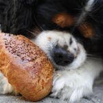 Futtermittelunverträglichkeit beim Hund, Futtermittelallergie, Ausschlussdiät Hund