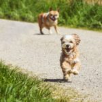 rein positives Hundetraining gibt es nicht, bedürfnisorientiertes Hundetraining